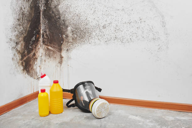 Best Attic Mold Removal  in Margaret, AL