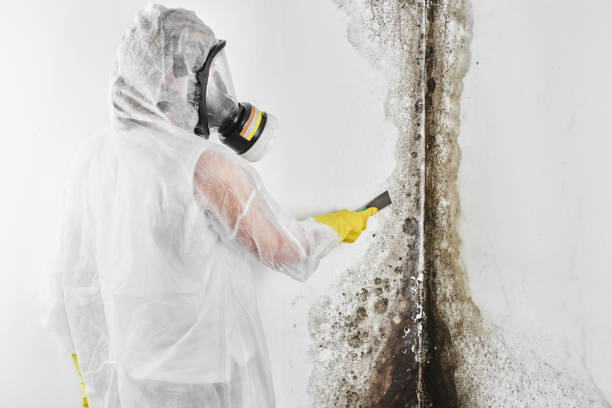 Best Certified Mold Removal  in Margaret, AL