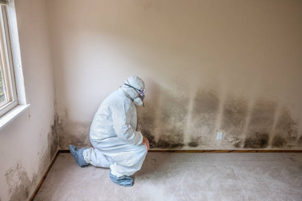 Best Mold Removal and Inspection  in Margaret, AL