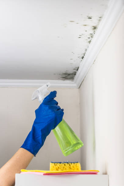 Best Toxic Mold Removal  in Margaret, AL