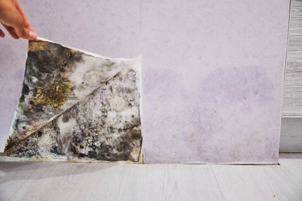 Mold Removal and Inspection in Margaret, AL
